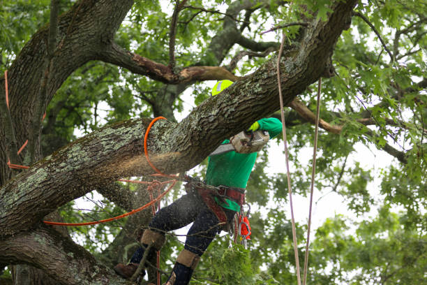 Best Tree Disease Treatment  in Magnolia, NC