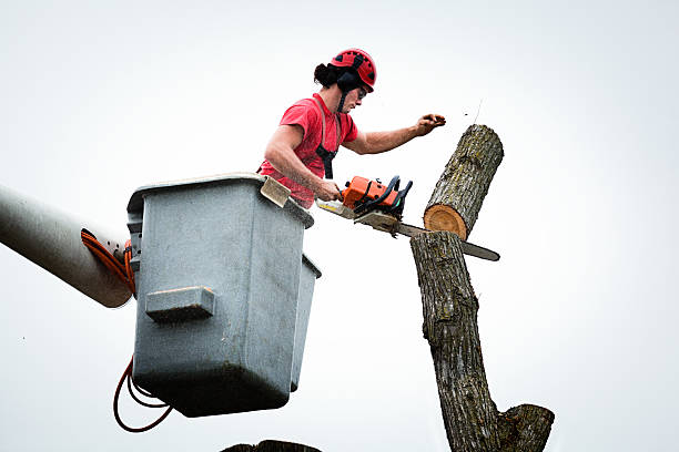 How Our Tree Care Process Works  in  Magnolia, NC